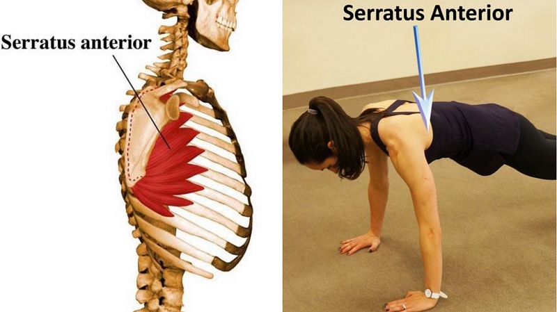 The Serratus Anterior Location Easy Health Care Solution Roohealthcare