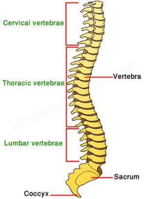 anterior vertebral arch